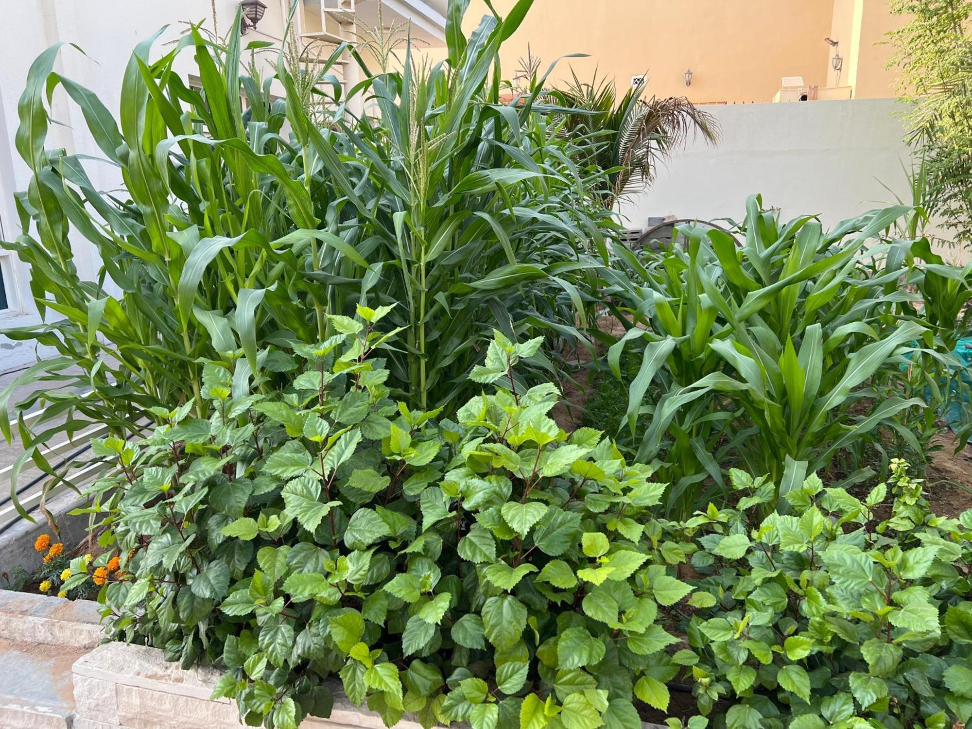Alhosani Property Abu Dhabi Ngoại thất bức ảnh